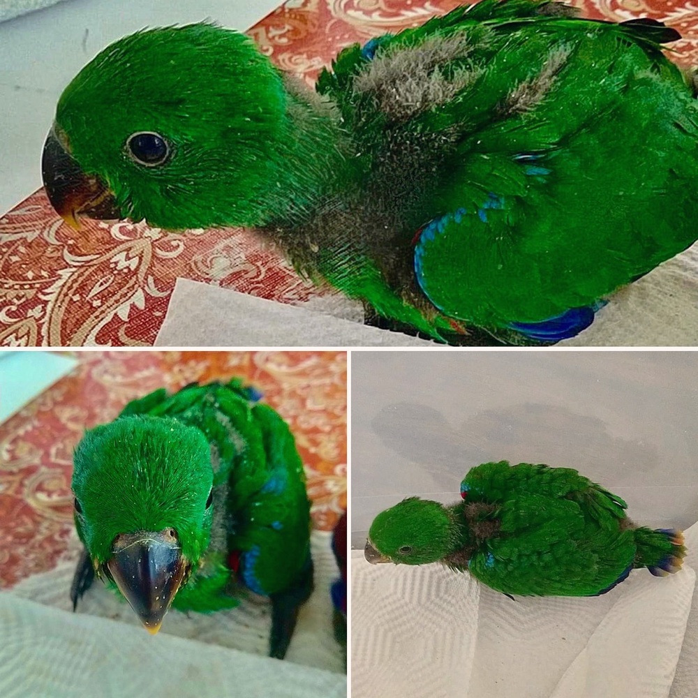 My Sweet Moji